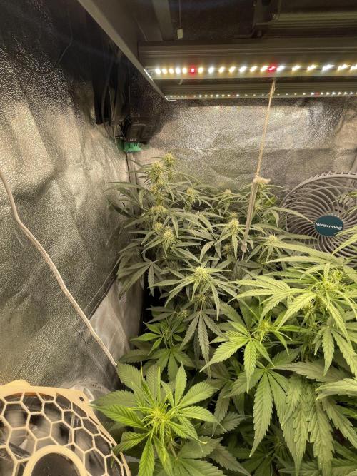 Eternity Cup Grow 2025 Runtz Auto Zamnesia. Week 6