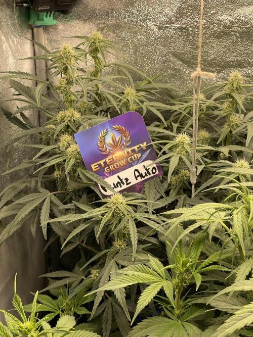 Eternity Cup Grow 2025 Runtz Auto Zamnesia. Week 6