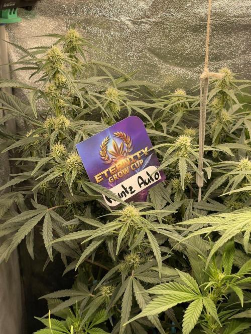 Eternity Cup Grow 2025 Runtz Auto Zamnesia. Week 6