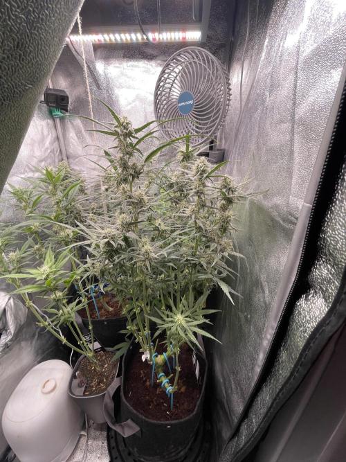 Eternity Cup Grow 2025 Runtz Auto Zamnesia. Week 9