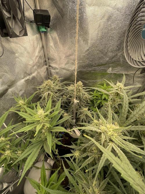 Eternity Cup Grow 2025 Runtz Auto Zamnesia. Week 9