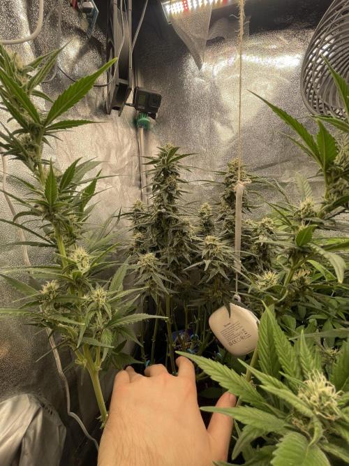 Eternity Cup Grow 2025 Runtz Auto Zamnesia. Week 9