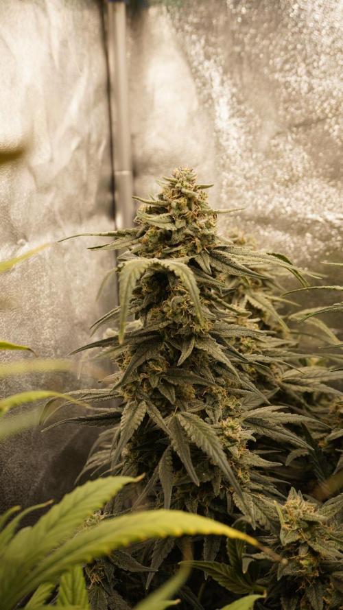 Eternity Cup Grow 2025 Runtz Auto Zamnesia. Week 9