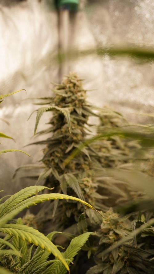 Eternity Cup Grow 2025 Runtz Auto Zamnesia. Week 9