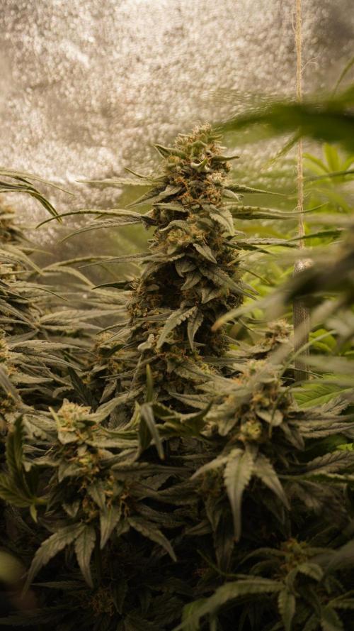 Eternity Cup Grow 2025 Runtz Auto Zamnesia. Week 9