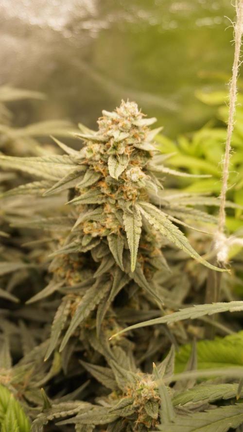 Eternity Cup Grow 2025 Runtz Auto Zamnesia. Week 9