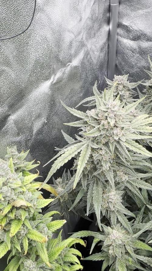 Eternity Cup Grow 2025 Runtz Auto Zamnesia