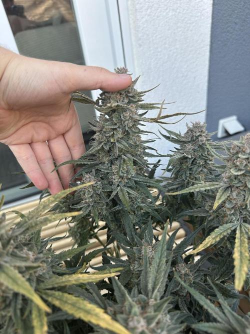 Eternity Cup Grow 2025 Runtz Auto Zamnesia. Week 10