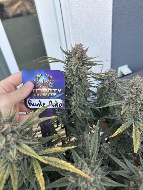 Eternity Cup Grow 2025 Runtz Auto Zamnesia. Week 10