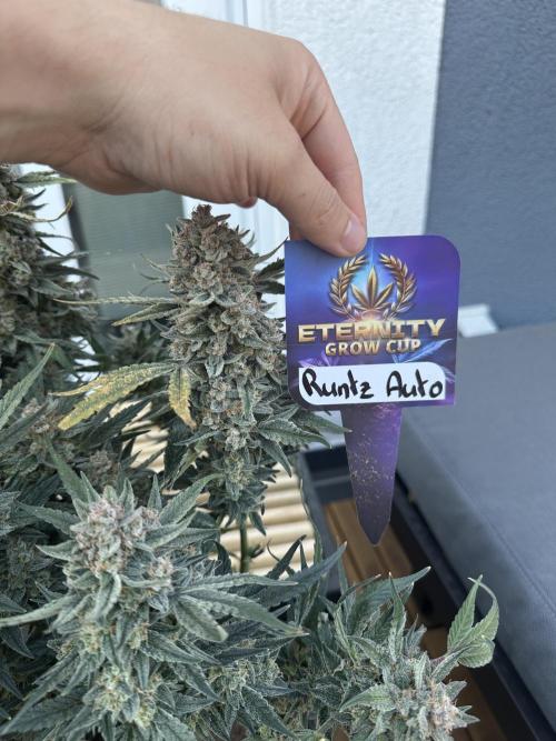 Eternity Cup Grow 2025 Runtz Auto Zamnesia. Week 10
