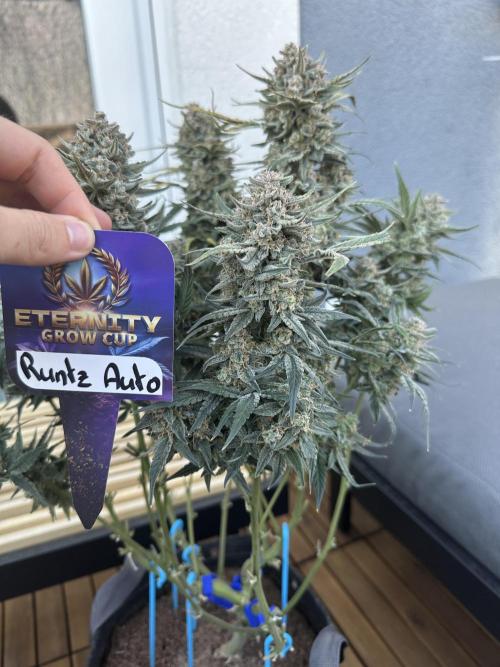 Eternity Cup Grow 2025 Runtz Auto Zamnesia. Week 10