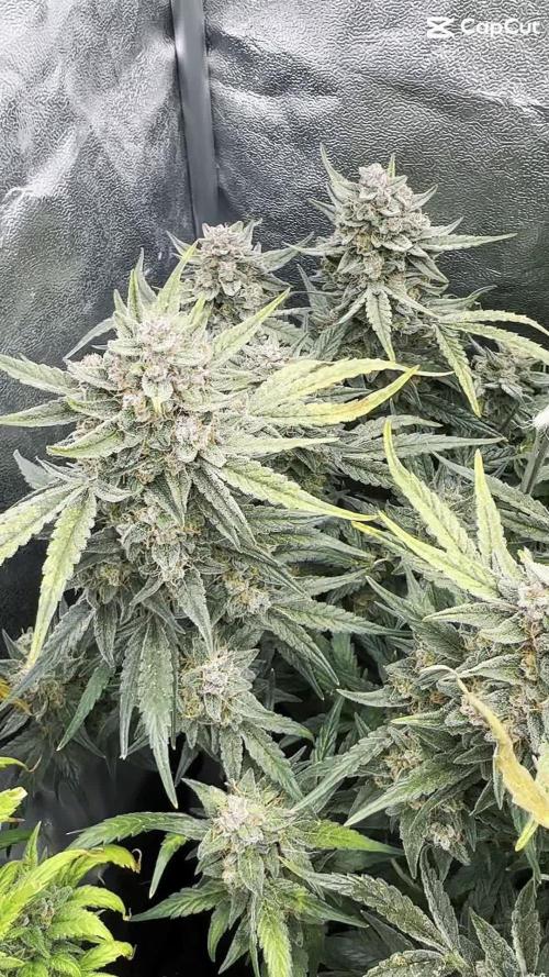 Eternity Cup Grow 2025 Runtz Auto Zamnesia