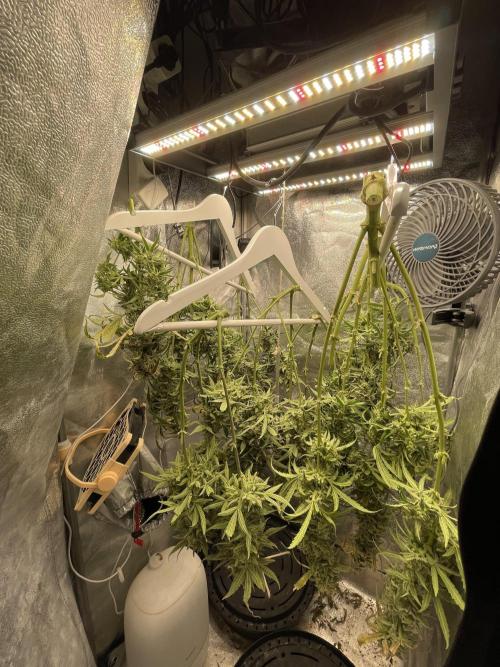 Eternity Cup Grow 2025 Runtz Auto Zamnesia. Week 11