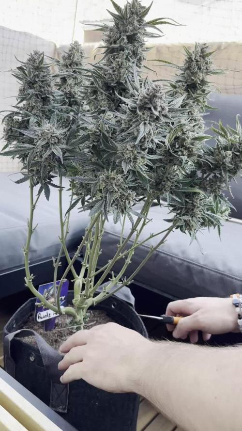 Eternity Cup Grow 2025 Runtz Auto Zamnesia