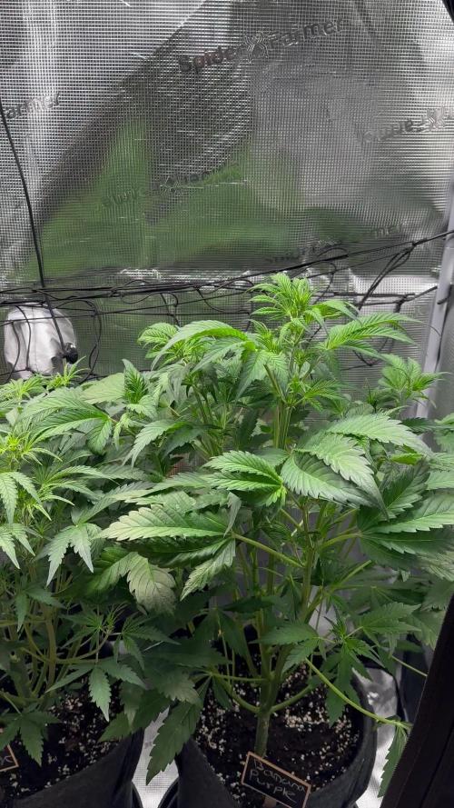 Second Grow ever, Green Crack, Banana Purple Punch, Watermelon Candy