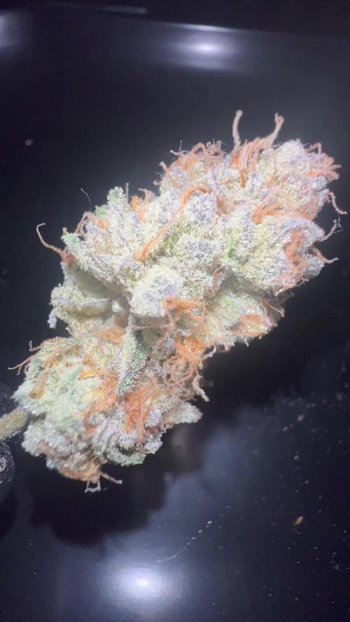 Candy Kush x Colorado OG