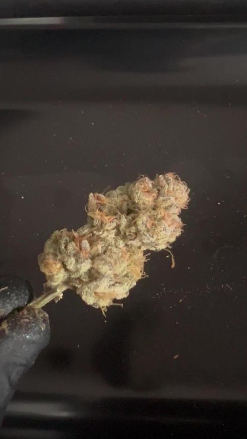 Candy Kush x Colorado OG