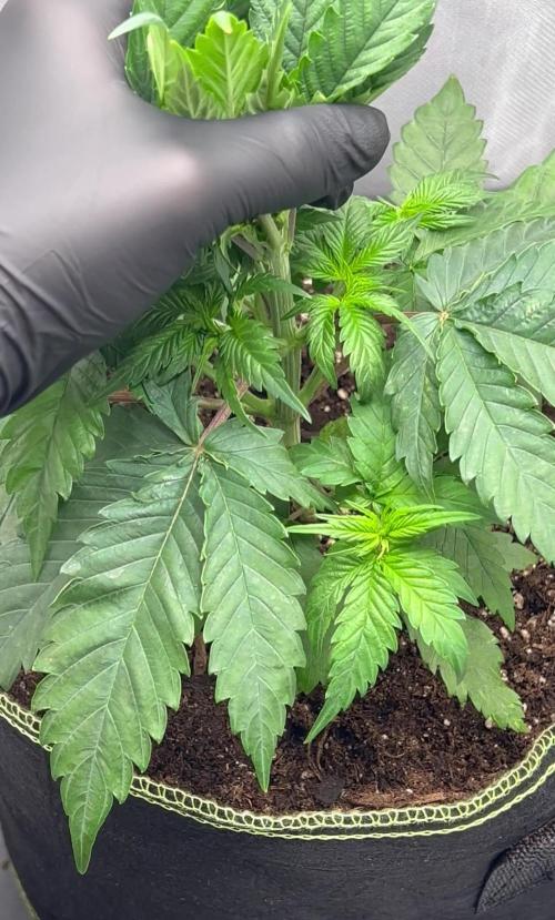 Hippie Therapy - Exotic Seeds