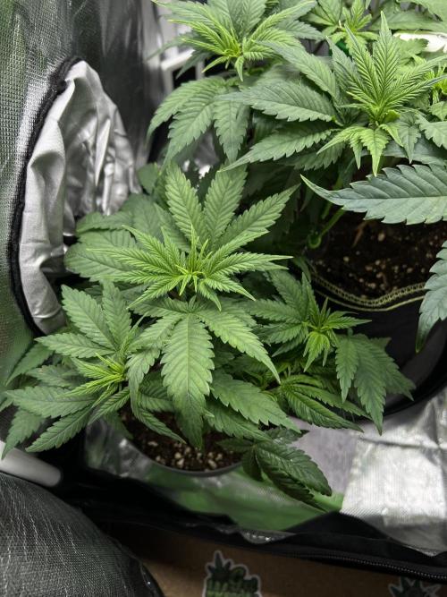 Hippie Therapy - Exotic Seeds. Week 8 - #2