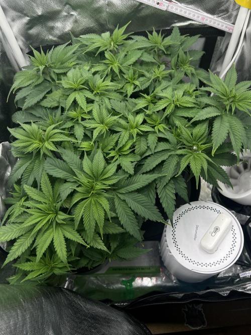 Hippie Therapy - Exotic Seeds. Week 8