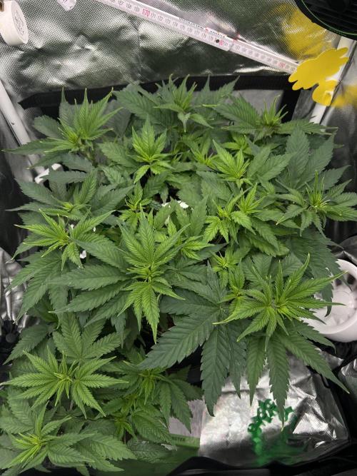 Hippie Therapy - Exotic Seeds. Week 8