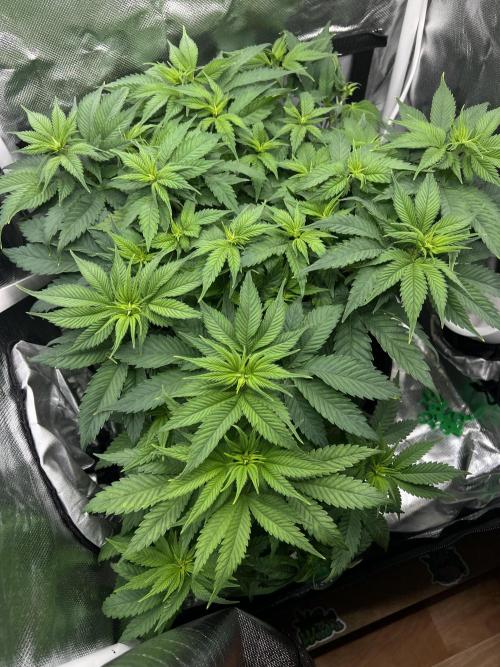 Hippie Therapy - Exotic Seeds. Week 8