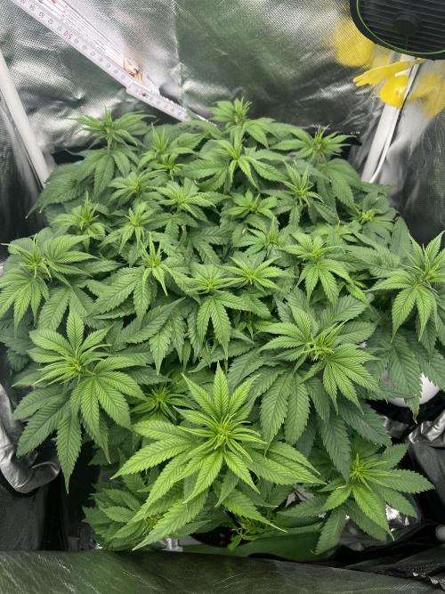 Hippie Therapy - Exotic Seeds. Week 8