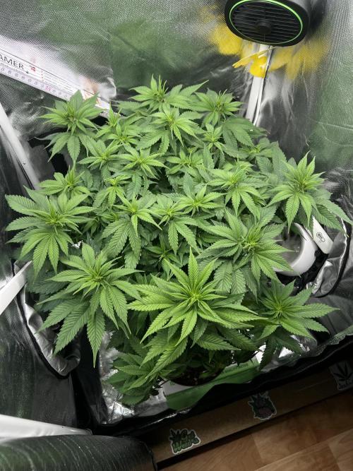 Hippie Therapy - Exotic Seeds. Week 9