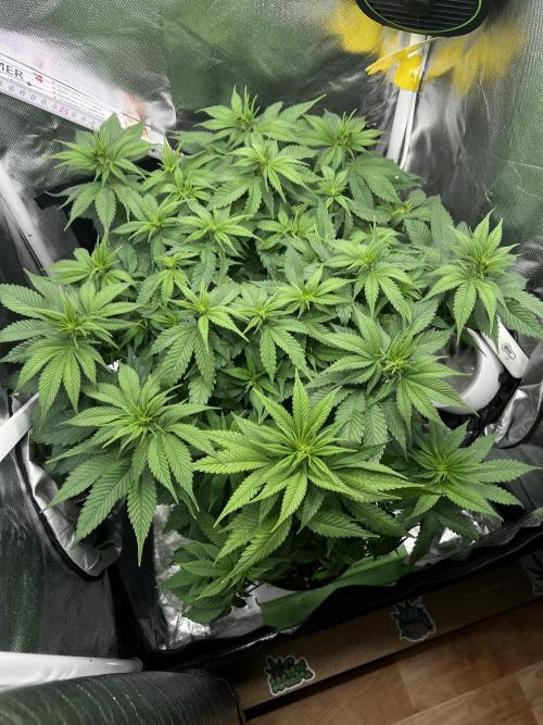 Hippie Therapy - Exotic Seeds. Week 9