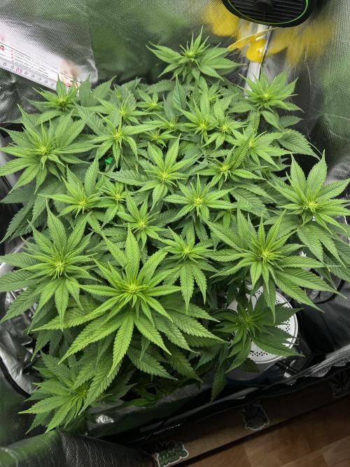 Hippie Therapy - Exotic Seeds. Week 9