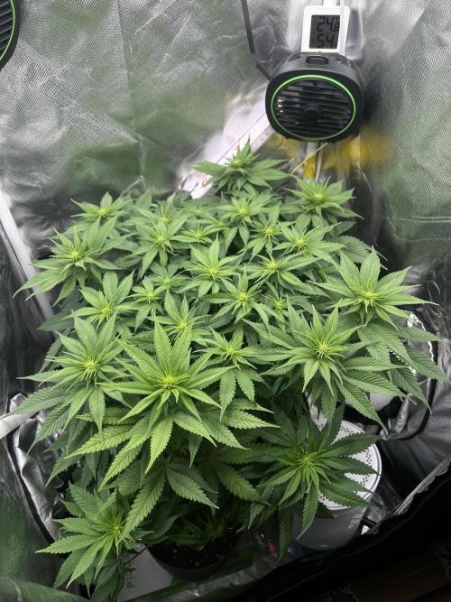 Hippie Therapy - Exotic Seeds. Week 9