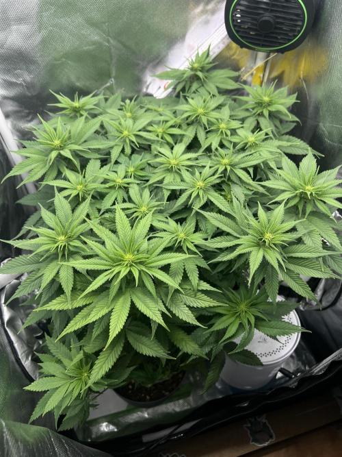 Hippie Therapy - Exotic Seeds. Week 9