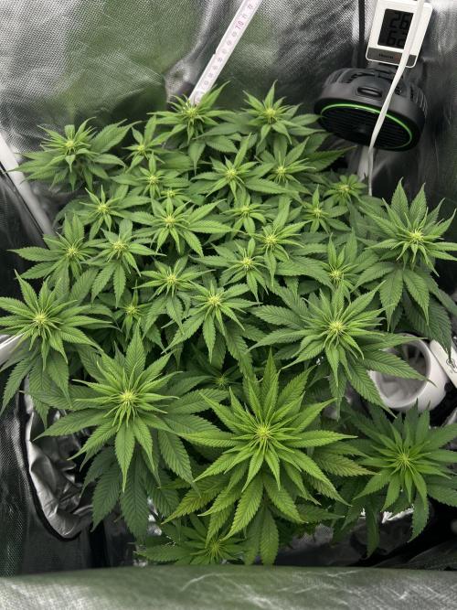 Hippie Therapy - Exotic Seeds. Week 9