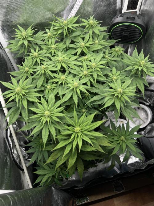 Hippie Therapy - Exotic Seeds. Week 10