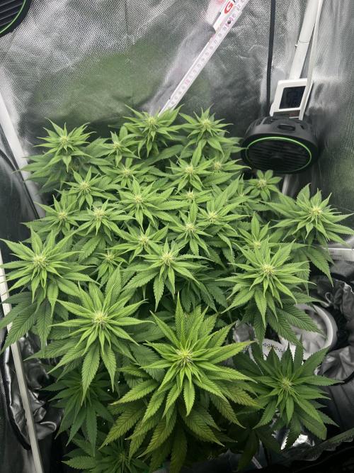 Hippie Therapy - Exotic Seeds. Week 10