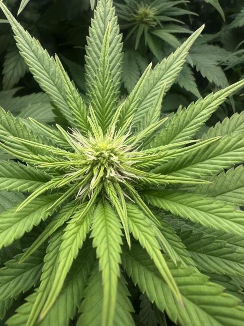 Hippie Therapy - Exotic Seeds. Week 10