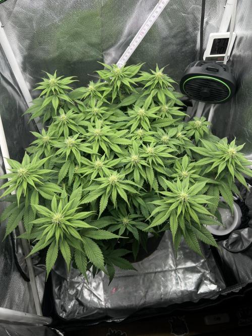 Hippie Therapy - Exotic Seeds. Week 10