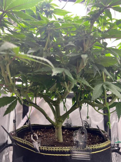 Hippie Therapy - Exotic Seeds. Week 10 - Vor dem Lollipopping