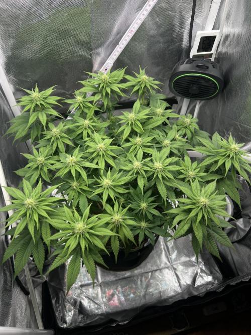 Hippie Therapy - Exotic Seeds. Week 10 - Nach dem Lollipopping