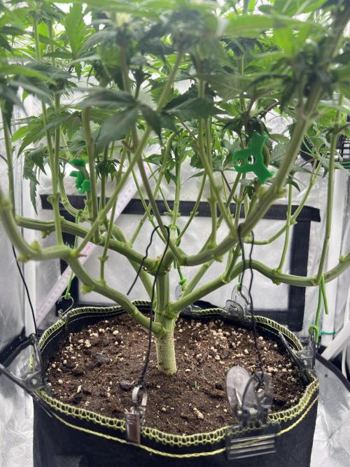 Hippie Therapy - Exotic Seeds. Week 10 - Nach dem Lollipopping