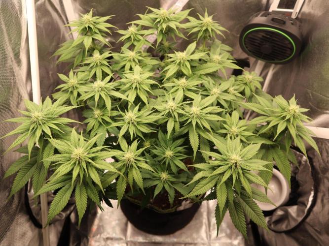 Hippie Therapy - Exotic Seeds. Week 10