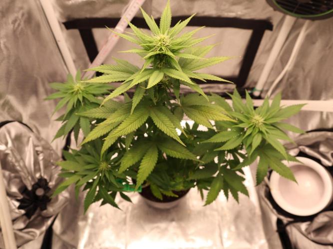 Hippie Therapy - Exotic Seeds. Week 10 - Vor dem Lollipoppinh