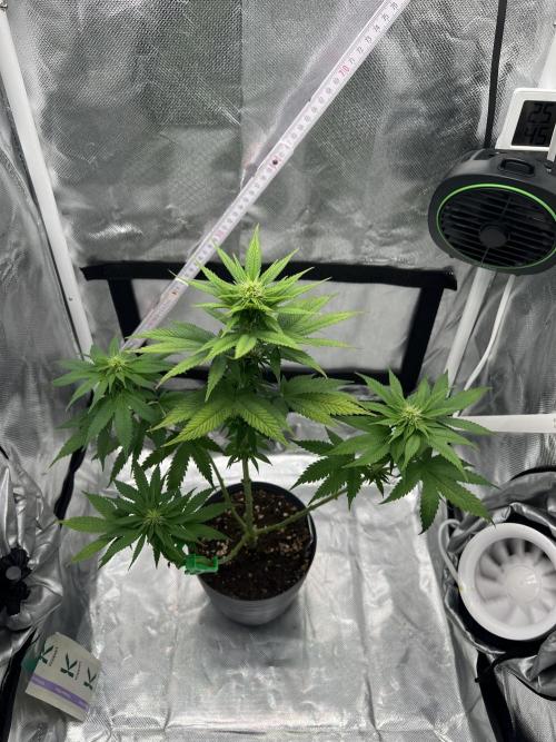 Hippie Therapy - Exotic Seeds. Week 10 - Nach dem Lollipopping