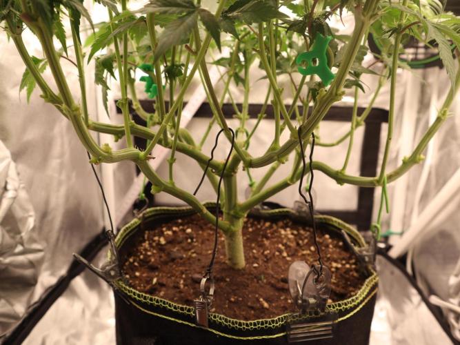 Hippie Therapy - Exotic Seeds. Week 10 - Nach dem Lollipopping