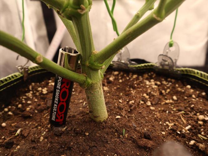 Hippie Therapy - Exotic Seeds. Week 10