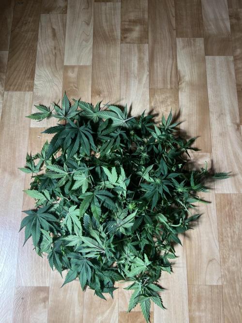 Hippie Therapy - Exotic Seeds. Week 10 - Kam gut was weg