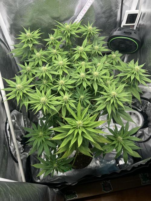 Hippie Therapy - Exotic Seeds. Week 10