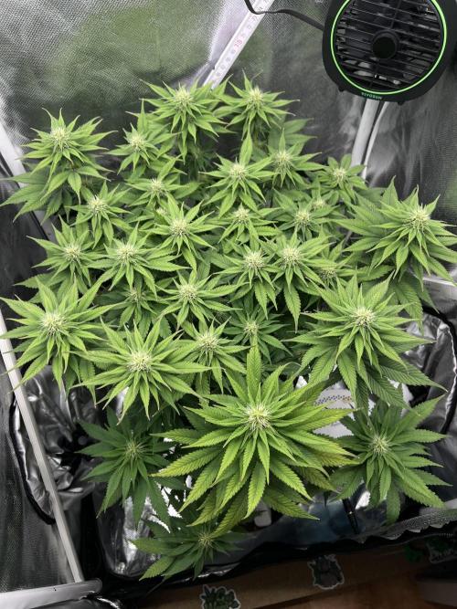 Hippie Therapy - Exotic Seeds. Week 11