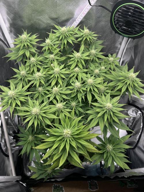 Hippie Therapy - Exotic Seeds. Week 11