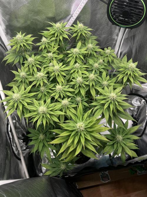 Hippie Therapy - Exotic Seeds. Week 11